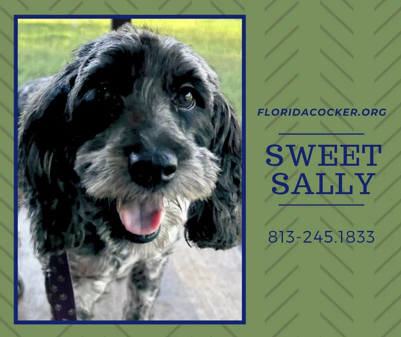 An adult small-sized female Cockapoo dog named Sweet Sally for adoption in Land O Lakes, FL