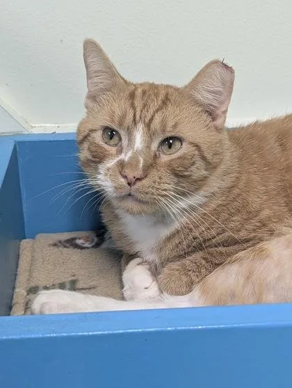 An adult large-sized male Domestic Short Hair cat named Zest for adoption in Batavia, OH