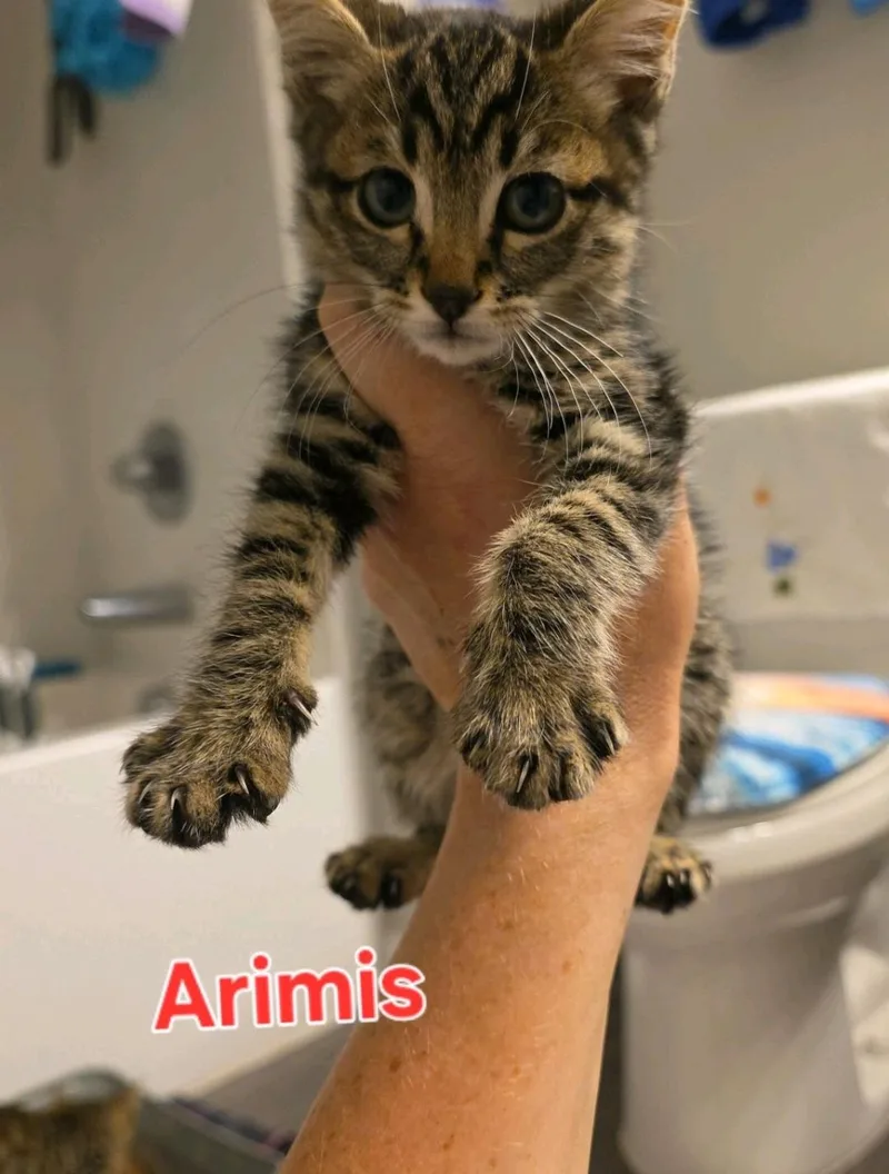 A baby medium-sized male Domestic Medium Hair cat named Arimis for adoption in Reno, NV