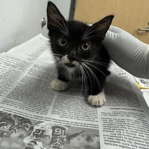 A baby small-sized male Black Domestic Short Hair cat named Pennywise for adoption in Jacksonville, FL