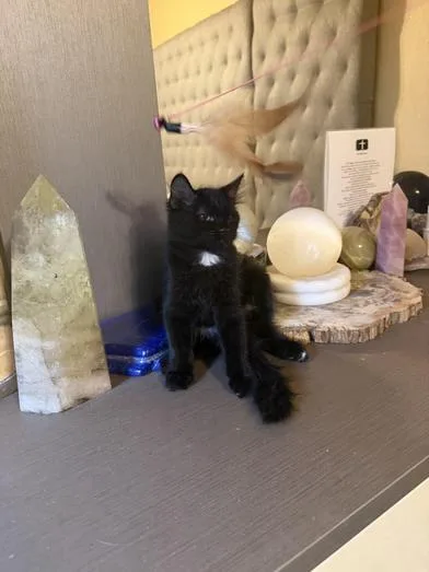A baby medium-sized female Black Bombay cat named Moonlight for adoption in Liverpool, TX