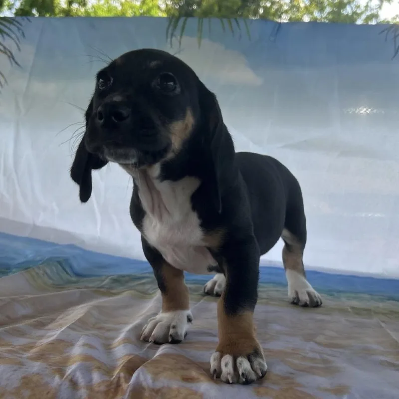 A baby medium-sized male Black Basset Hound dog named Dax Elmore for adoption in Huntsville, AL