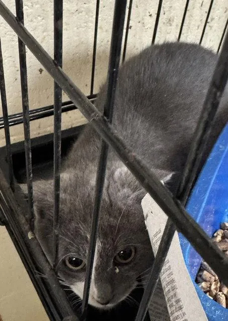 A young medium-sized male Gray & White Domestic Short Hair cat named Cloudy for adoption in Apollo, PA