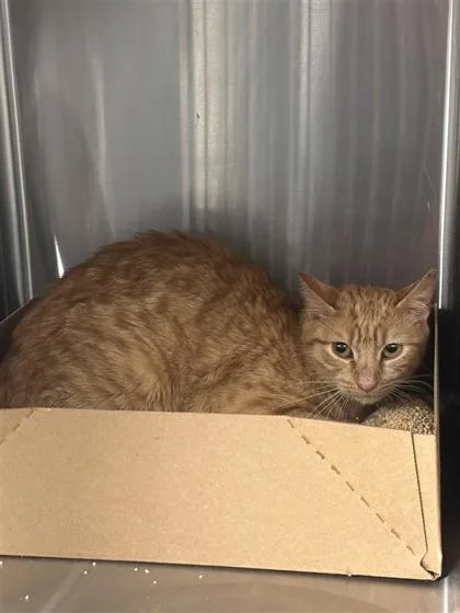 An adult small-sized female Domestic Short Hair cat named Kiki for adoption in West Chester, PA