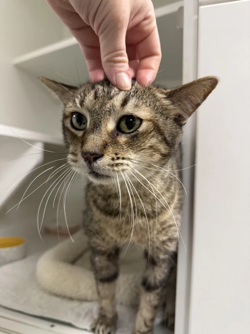 A senior large-sized male Domestic Short Hair cat named Mr. Perfect for adoption in Satellite Beach, FL