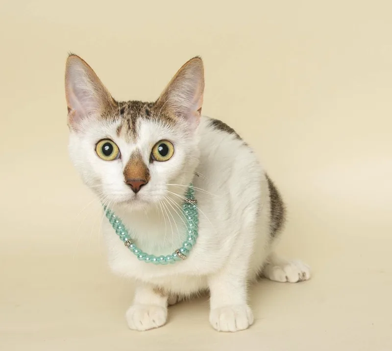 A young medium-sized female Tabby (Brown / Chocolate) Domestic Short Hair cat named Olive for adoption in Wyandotte, MI