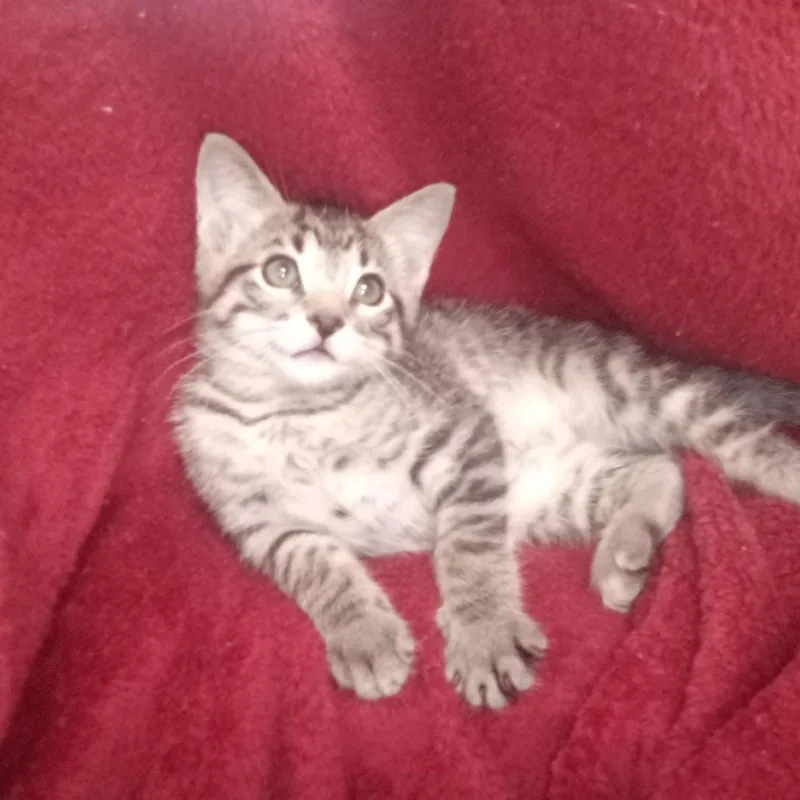 A baby small-sized male Gray / Blue / Silver Domestic Short Hair cat named Mick for adoption in Upland, CA