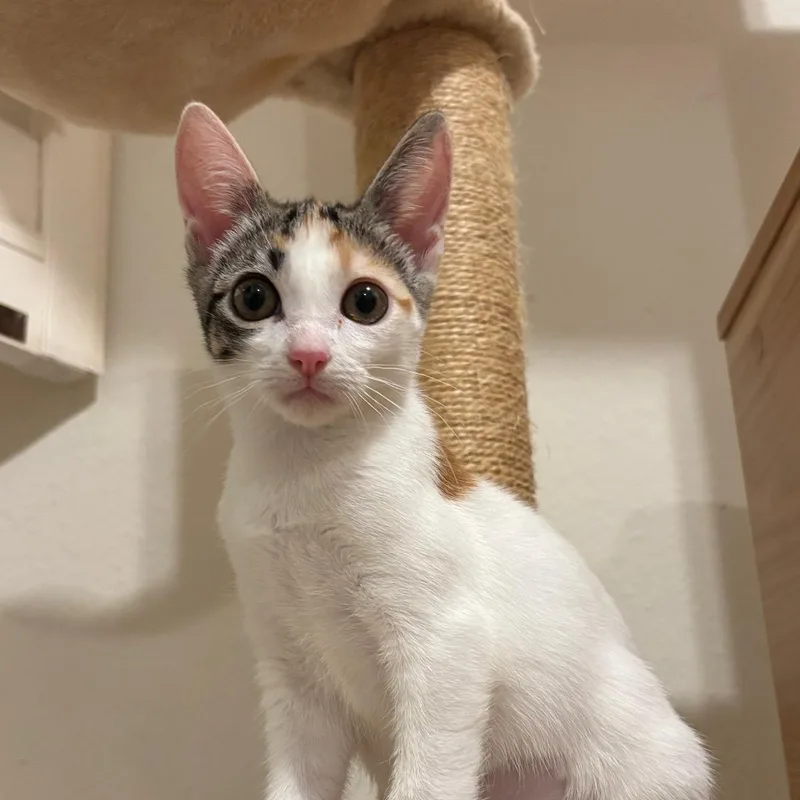 A baby small-sized female Calico Domestic Short Hair cat named Twiggy for adoption in EWA BEACH, HI