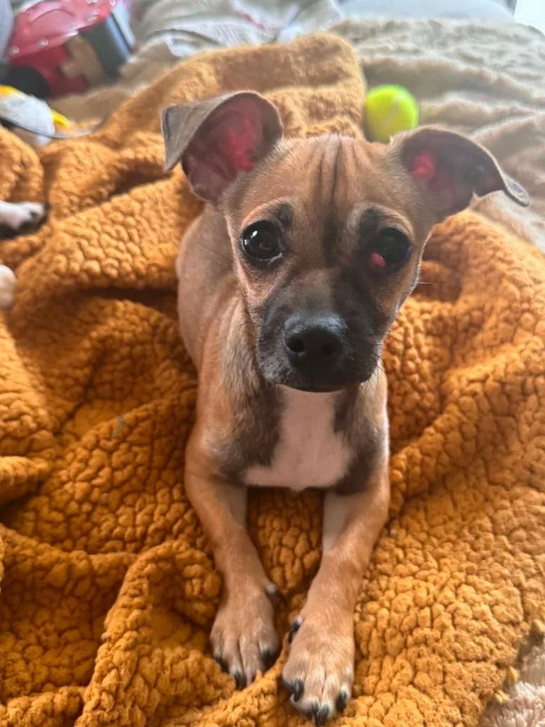 A baby small-sized male Chihuahua dog named Paxton for adoption in Mesa, AZ
