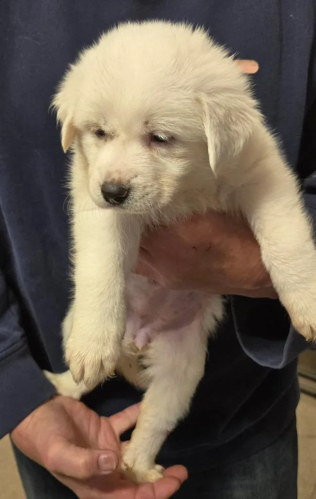 A baby small-sized female Labrador Retriever dog named Sage for adoption in Thompson Falls, MT