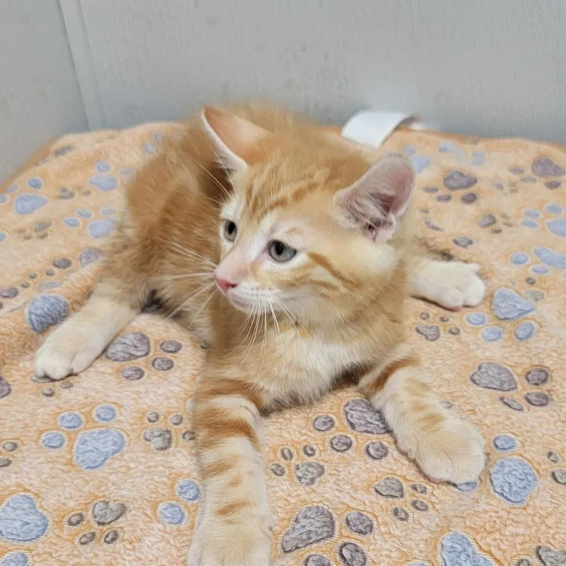 A baby small-sized male Orange / Red Domestic Short Hair cat named Theo for adoption in Tampa, FL