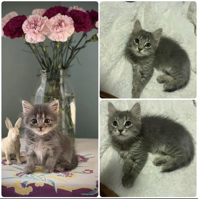 A baby small-sized female Domestic Short Hair cat named Harrietta for adoption in Sacramento, CA