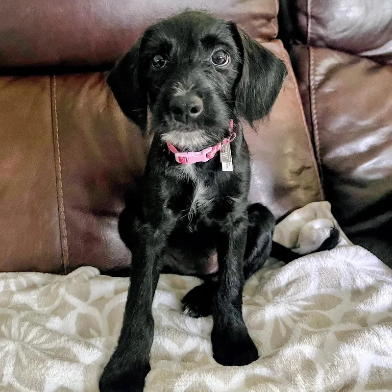 A baby small-sized female Black Mixed Breed dog named Wednesday for adoption in Rochester, NY