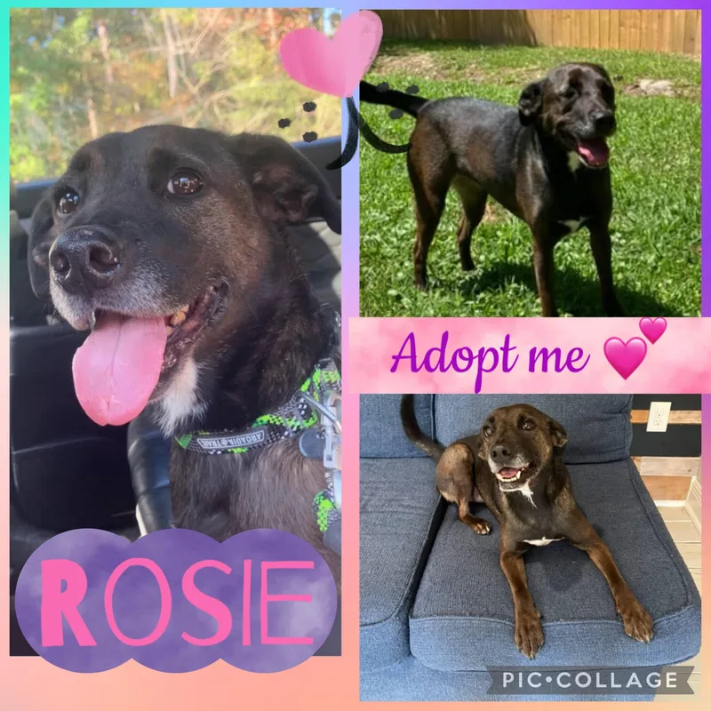 An adult medium-sized female Labrador Retriever dog named Rosie for adoption in Mandeville, LA