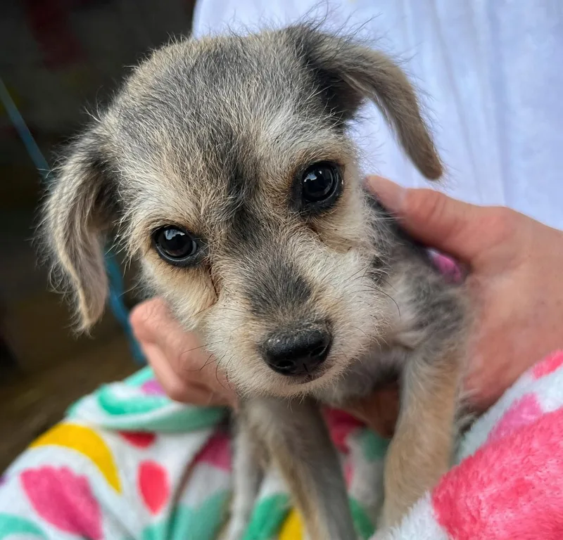A young small-sized female Bicolor Chihuahua dog named Snow White for adoption in Tylertown, MS