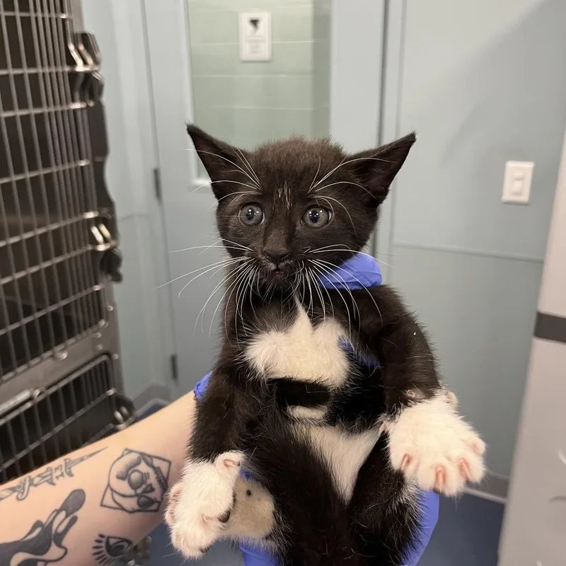 A baby small-sized female Black Domestic Short Hair cat named Blackberry for adoption in Greensboro, NC