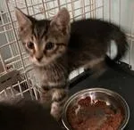 A baby medium-sized male Tabby (Brown / Chocolate) Domestic Short Hair cat named Hamlet for adoption in Heathsville, VA