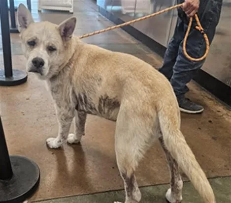 An adult medium-sized male Akita dog named Luke for adoption in Van Nuys, CA