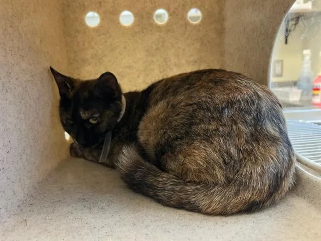 A young medium-sized female Domestic Short Hair cat named Cinnamon for adoption in Lancaster, CA