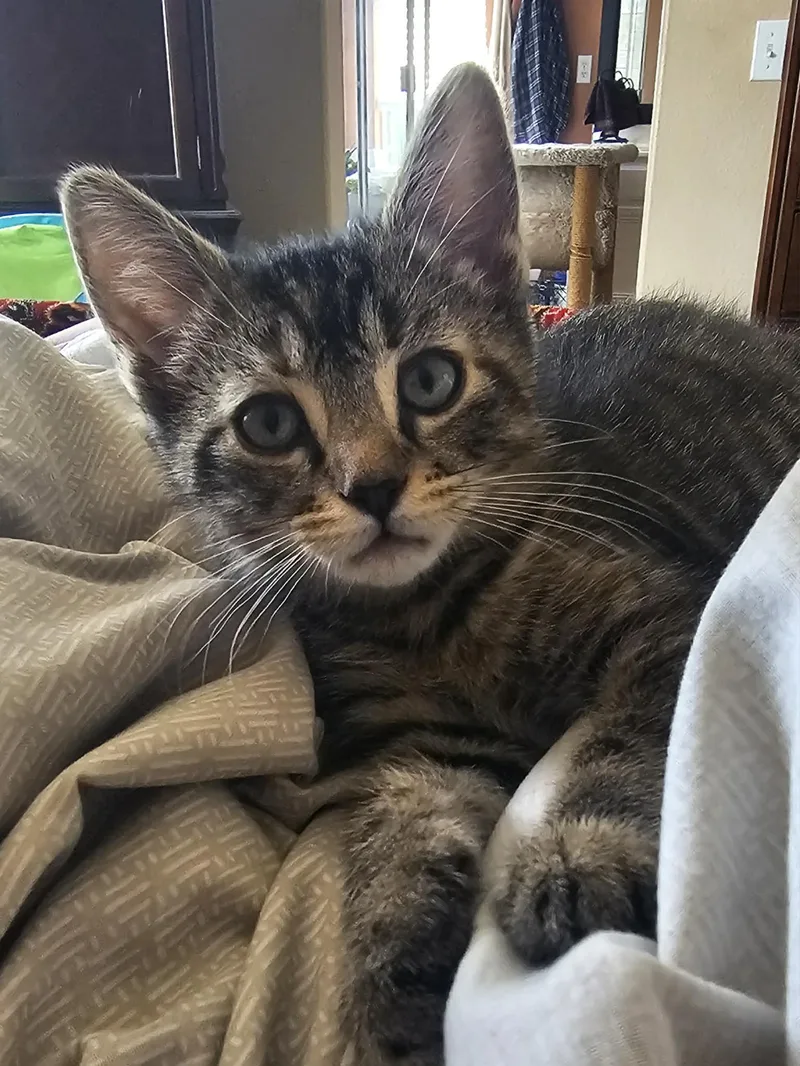 A baby medium-sized male Tabby (Brown / Chocolate) Domestic Short Hair cat named Jack And Jill for adoption in Oceanside, CA