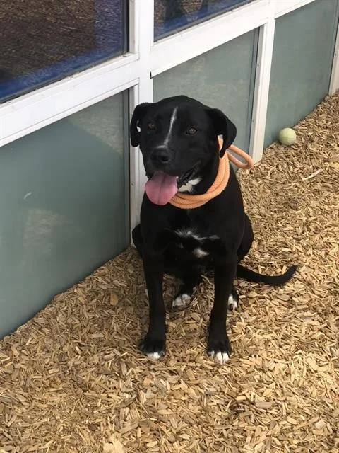 A young medium-sized female Pit Bull Terrier dog named Bisque for adoption in Albuquerque, NM