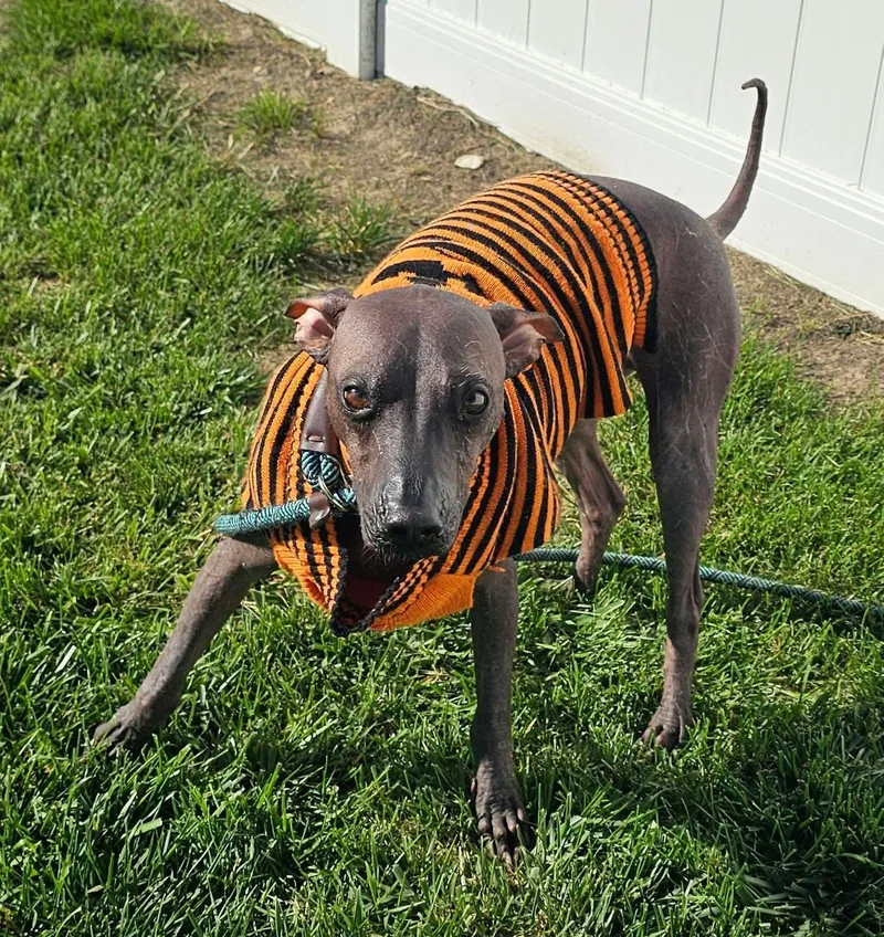An adult medium-sized male Xoloitzcuintli / Mexican Hairless dog named Dante for adoption in Minooka, IL