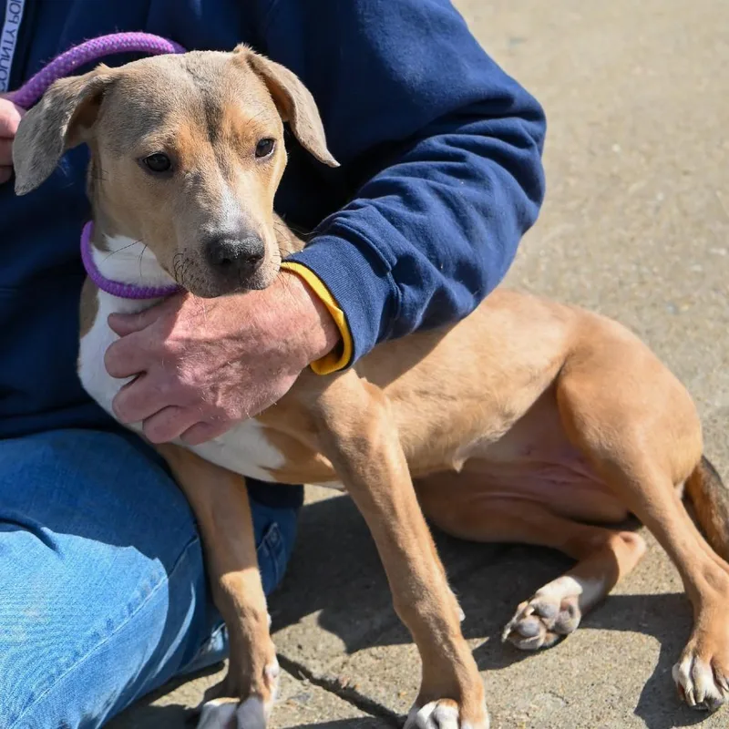 Cake Slice thumbnail 2