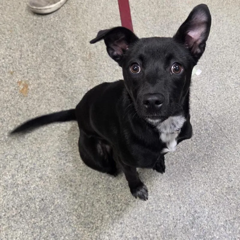 A young medium-sized female Black Mixed Breed dog named Phyllis for adoption in Jacksonville, FL
