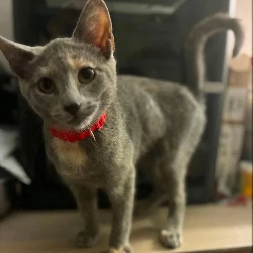 A baby medium-sized female Tortoiseshell cat named Sporty for adoption in Mount Royal, NJ