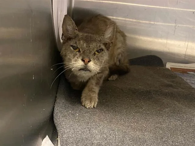 A young medium-sized female Domestic Short Hair cat named Chartreux for adoption in Tustin, CA