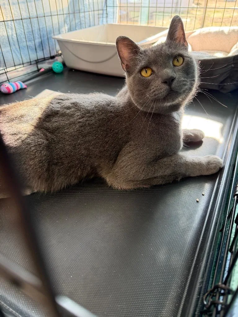 An adult large-sized male Domestic Short Hair cat named Benji for adoption in Glenfield, NY