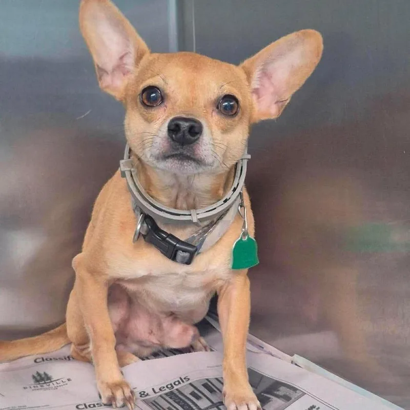 An adult small-sized male Brown / Chocolate Chihuahua dog named Ringo for adoption in North Myrtle Beach, SC