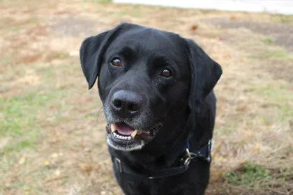 An adult large-sized male Labrador Retriever dog named Luke for adoption in Kansas City, MO