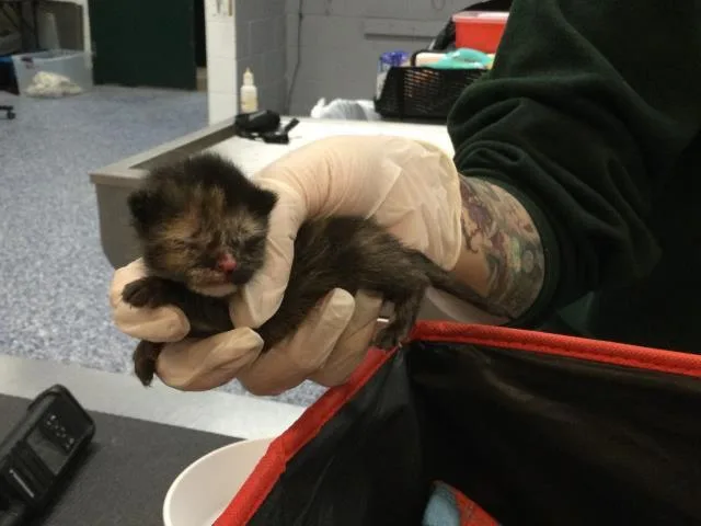 A baby small-sized female Domestic Short Hair cat named Fleur for adoption in Thousand Palms, CA