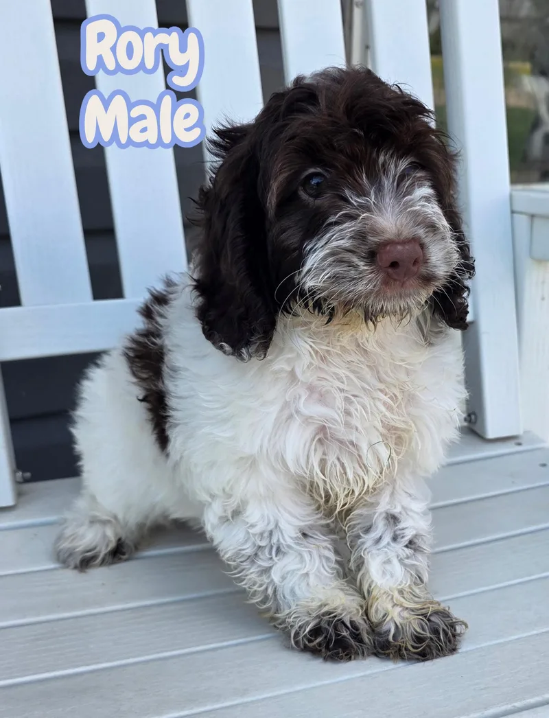 A baby small-sized male Cockapoo dog named Rory for adoption in Semmes, AL