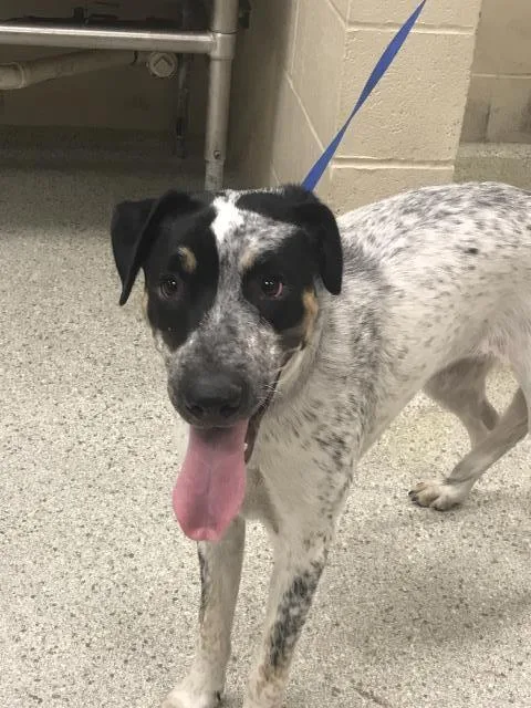 A young medium-sized female Labrador Retriever dog named Princess for adoption in Conroe, TX