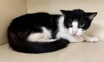 An adult medium-sized male Domestic Short Hair cat named Watt for adoption in Chamblee, GA