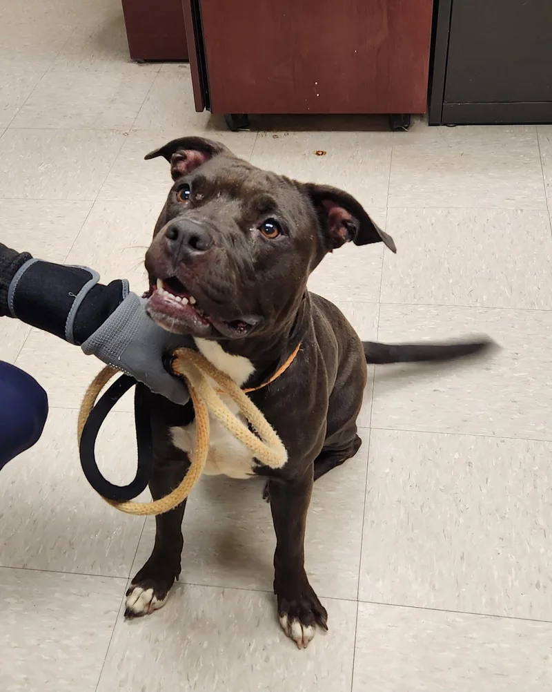 A young medium-sized female Black Pit Bull Terrier dog named Duchess for adoption in Clayton, NJ