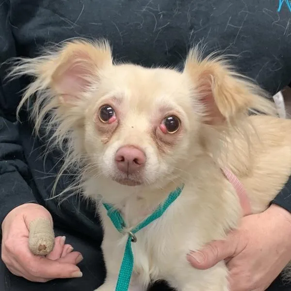 An adult small-sized male Chihuahua dog named Smitty for adoption in Salisbury, MD