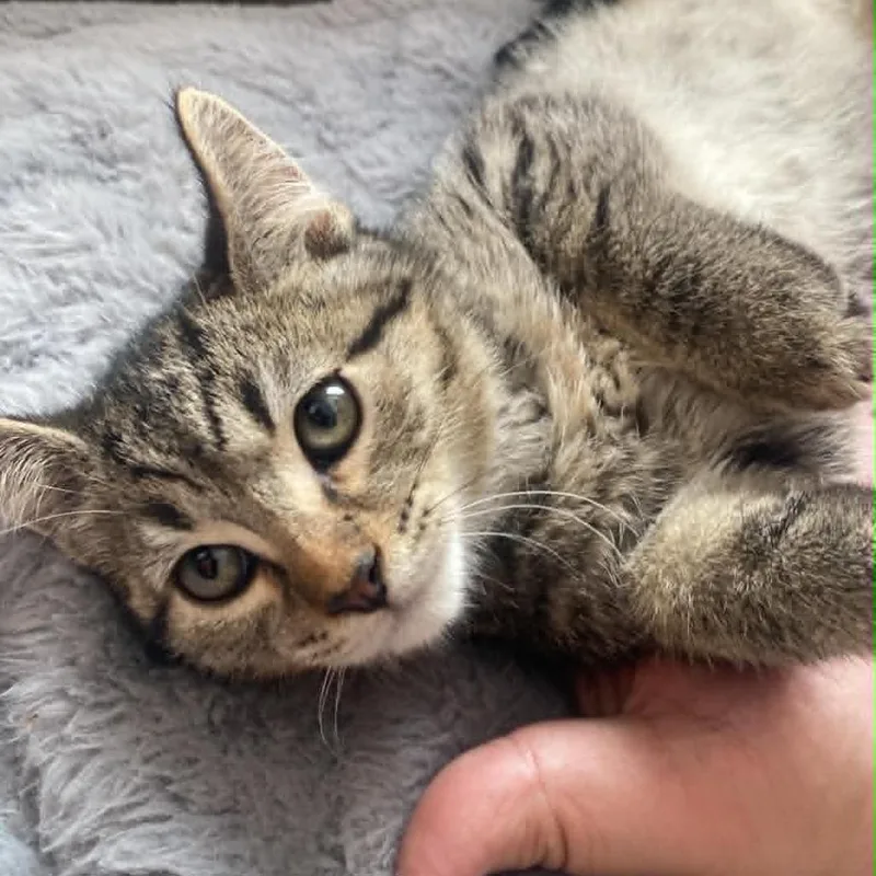 A baby small-sized male Brown / Chocolate Domestic Short Hair cat named Chicory for adoption in Minneapolis, MN