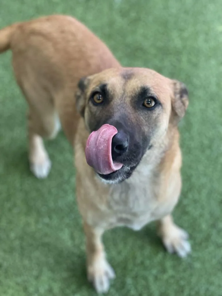 A young medium-sized female Mixed Breed dog named Indy for adoption in Minot, ND
