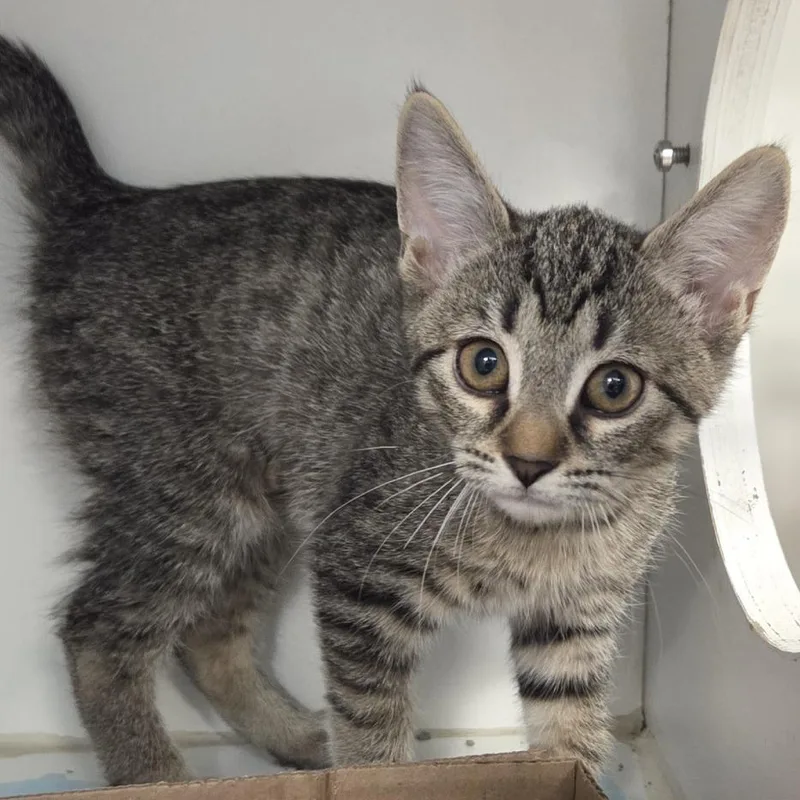 A baby small-sized female Domestic Short Hair cat named Sage for adoption in Voorhees, NJ
