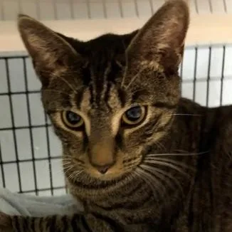 A young medium-sized male Tabby (Brown / Chocolate) Domestic Short Hair cat named Twix for adoption in Braintree, MA