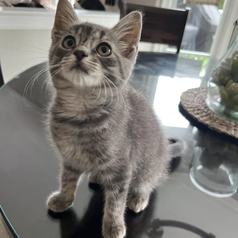 A baby medium-sized male Gray / Blue / Silver Domestic Short Hair cat named Indy for adoption in Allentown, NJ
