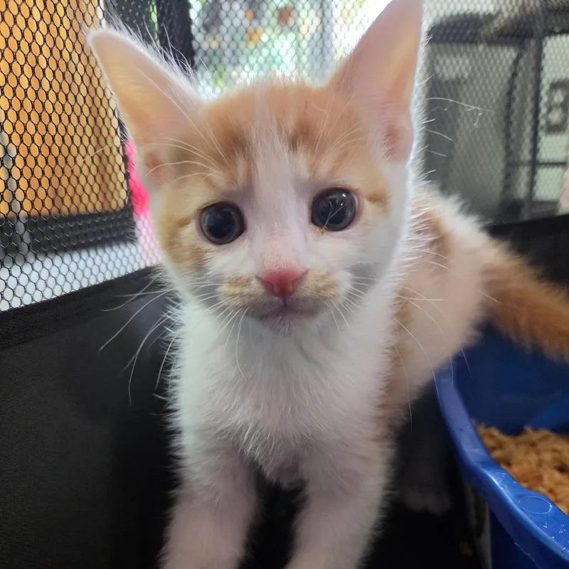 A baby small-sized female Calico Domestic Short Hair cat named Miriam Nervo for adoption in Redmond, WA