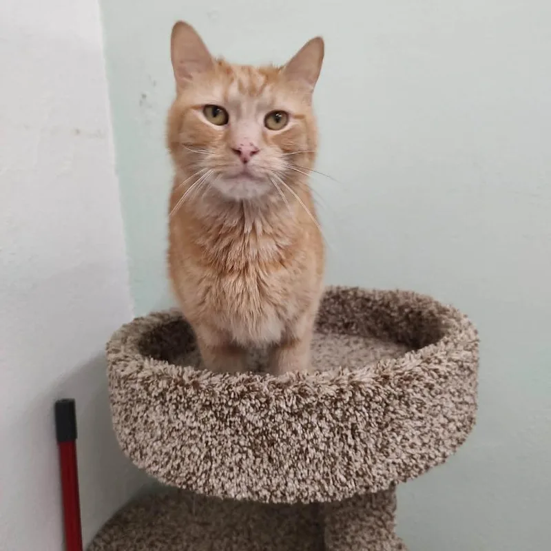 An adult small-sized male Orange / Red Domestic Short Hair cat named Chester for adoption in Las Cruces, NM