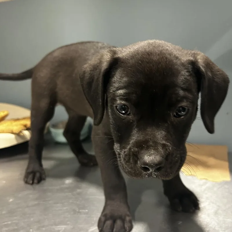 A baby medium-sized female Black Mixed Breed dog named Stormy for adoption in Chattanooga, TN