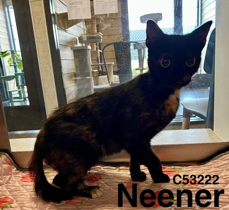 A young medium-sized female Domestic Short Hair cat named Neener for adoption in Clarksville, TN