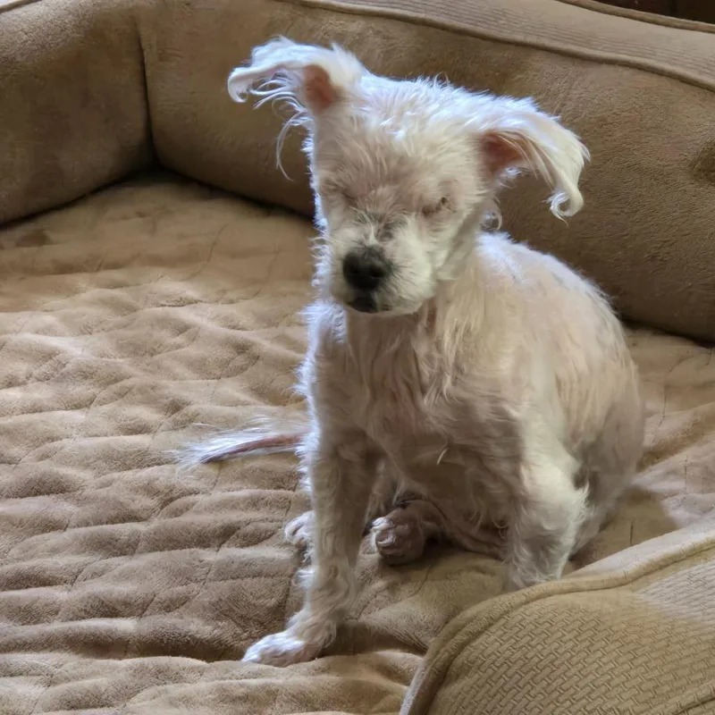 A senior small-sized female White / Cream Maltese dog named Sophia Joy for adoption in Melrose, FL