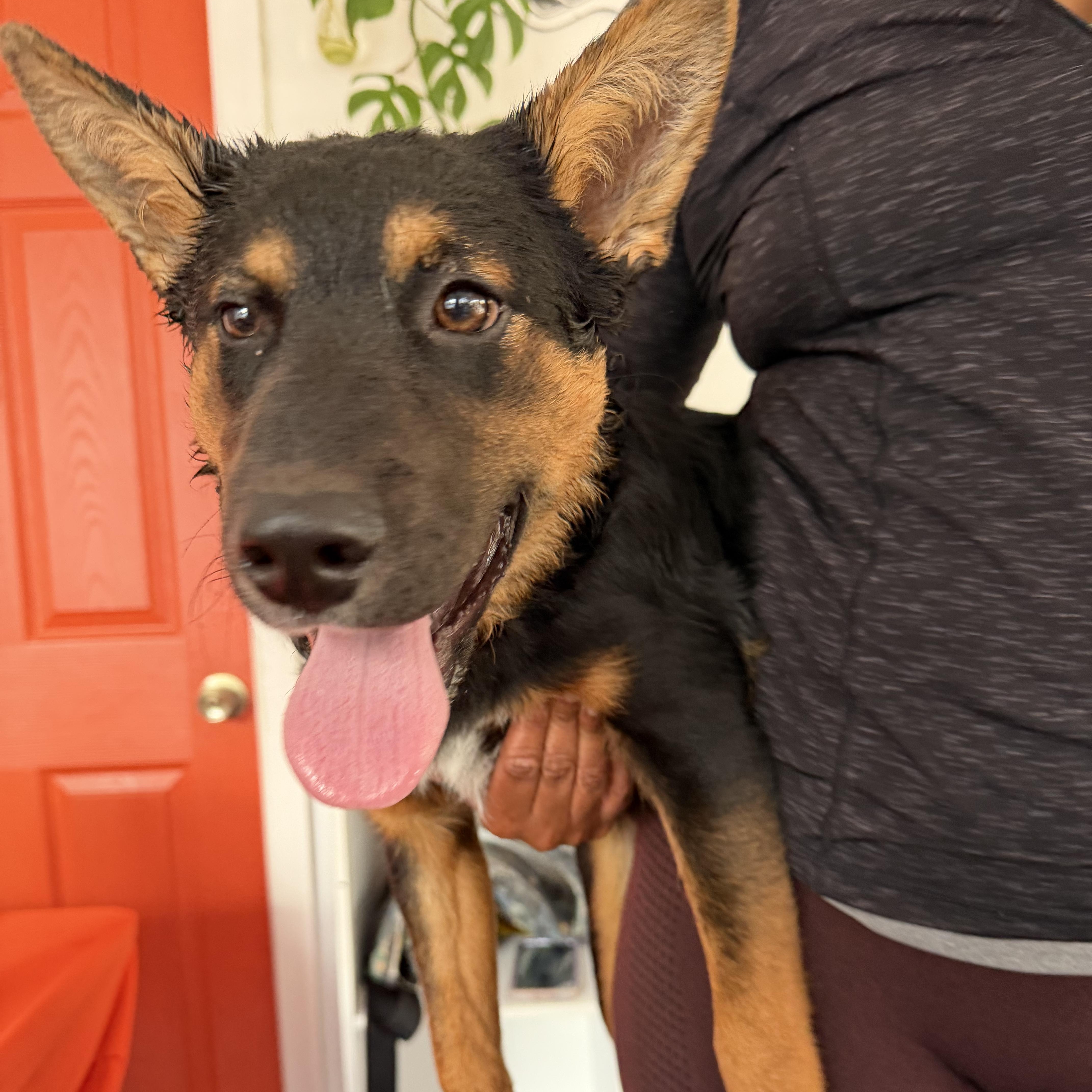 A baby medium-sized male Bicolor Australian Cattle Dog / Blue Heeler dog named Knickolas Cage for adoption in Richmond, VA